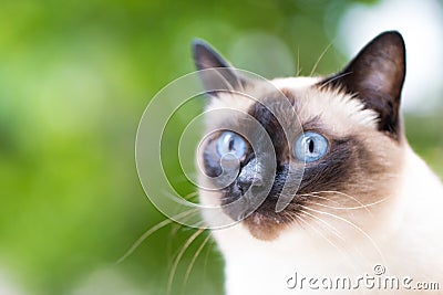 Portrait of a Siamese cat on a green summer background. Selective focus. Toned image. Stock Photo