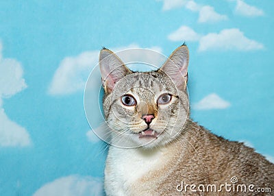 Portrait of a Siamese cat meowing Stock Photo