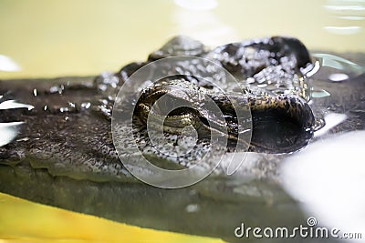 Portrait Siamese crocodile, Crocodylus siamensis is rare in nature Stock Photo