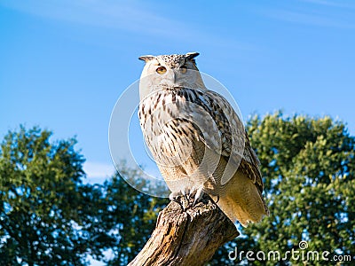 Portrait of Siberian eagle owl, Bubo Bubo sibiricus, perching on Stock Photo