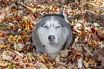 Blue-eyed Siberian husky dog in pile of autumn yellow leaves in sunny day Stock Photo