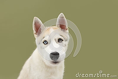 Portrait siberian husky dog with serious expression. Isolated on green background Stock Photo