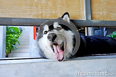 Portrait of siberian husky looking at camera on the floor Stock Photo