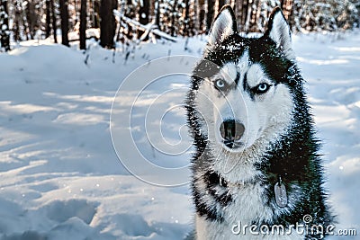 Portrait siberian husky in winter Stock Photo