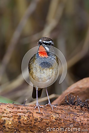 Portrait of Siberian Rubythroat Stock Photo