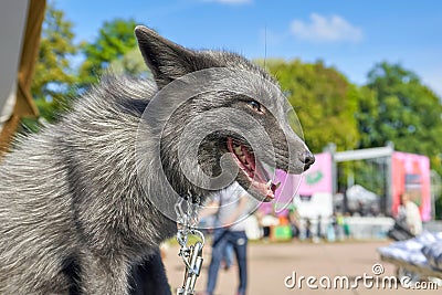 Portrait of a silver fox on an iron leash. Fox predatory a shows sharp teeth Stock Photo