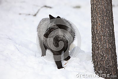 Portrait Silver Fox Stock Photo