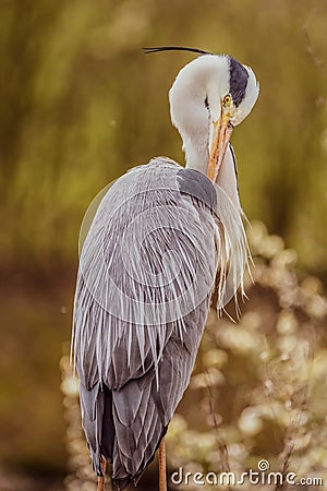 Portrait of a single heron / egret with detailed texture feathers on natural background Stock Photo