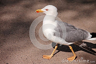 Portrait of single seagull. Beautiful white bird seagull rest and posing on street, close up. Fun seagull standing. Stock Photo