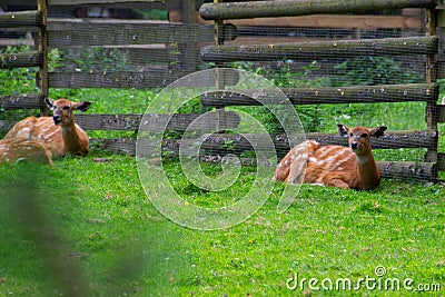 A portrait of sitatunga antelope in zoo forest Stock Photo