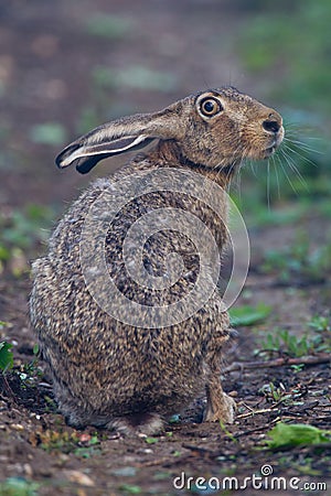 Portrait of a sitting brown hare Stock Photo