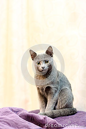 Portrait of a Sitting Cat. Young thoroughbred pedigreed cat. Breed Russian Blue Stock Photo