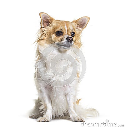 Portrait of sitting Chihuahua dog, isolated Stock Photo