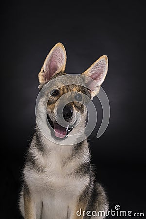 Portrait of a sitting female tamaskan hybrid dog puppy with flap Stock Photo