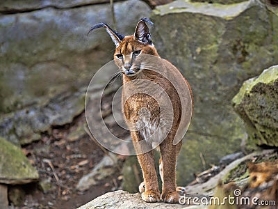 Portrait of sitting Jungle cat, Felis chaus Stock Photo