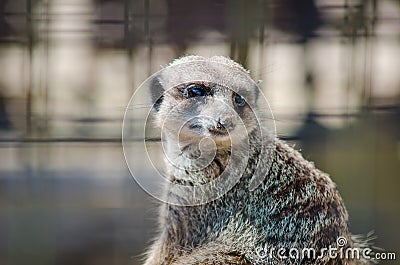 Portrait of sitting meerkat Stock Photo
