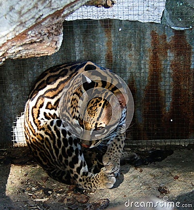 Portrait of sitting ocelot in Galibi, Suriname Stock Photo