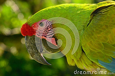 Portrait of sitting yellow breast Ara. Ara ararauna Editorial Stock Photo