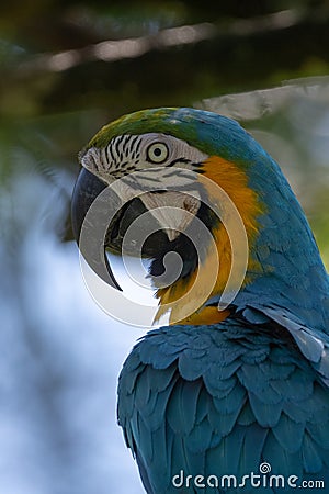 Portrait of sitting yellow breast Ara. Ara ararauna Editorial Stock Photo