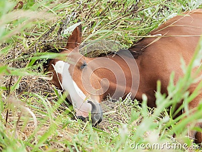 Portrait of sleeping arabian foal in the meadow Stock Photo