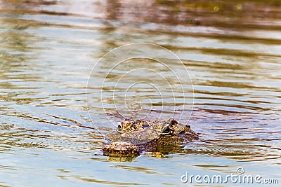 Portrait of a sleeping crocodile. Lake Baringo, Kenya. Stock Photo