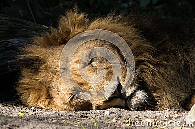 Portrait of sleeping lion Stock Photo