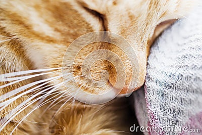 Portrait of a sleeping tabby red cat, close-up Stock Photo