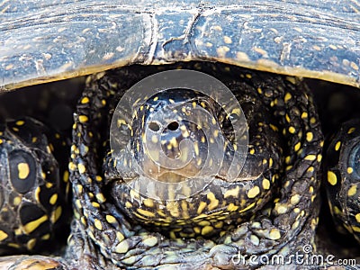 Portrait of a sleepy disaffected swamp turtle Stock Photo