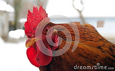 Portrait of a slim white rooster with a very big red comb, a cockscomb, in a chicken coop made of net, and a white ear lobes and Stock Photo