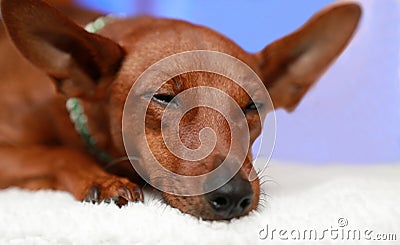 Portrait of a slumbering dog on a white blanket. Stock Photo