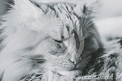 Portrait of slumbering maine coon Stock Photo