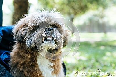 Portrait of small adult dog with background of a park. Stock Photo