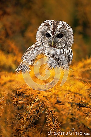 Portrait of small Boreal owl in the orange larch tree in central Europe Stock Photo