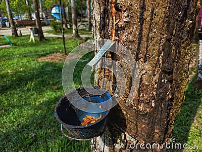 Portrait of a small bowl used to collect rubber tree sap Stock Photo