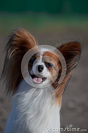 Portrait of a small dog of papillon breed, that spaniel continental. Stock Photo