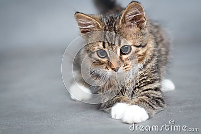 Portrait of small fluffy lying cat Stock Photo