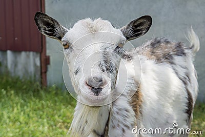 Portrait of a small grey nanny-goat in the yard Stock Photo