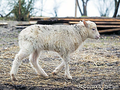 Portrait of a small lamb of a rare breed Poll dorset Stock Photo