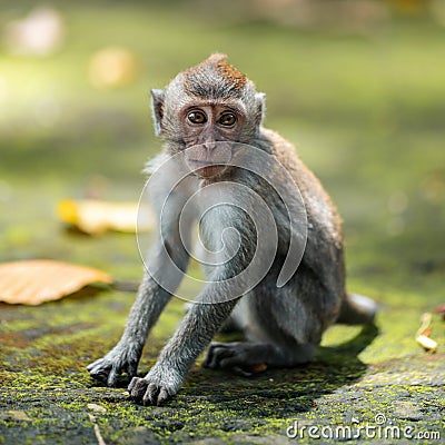 Portrait of a small macaque monkey sits on the mossy steps of the temple. Copy space. Monkey forest, Bali, Indonesia Stock Photo