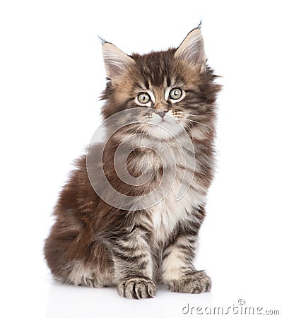 Portrait small maine coon kitten. isolated on white background Stock Photo