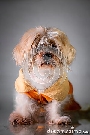 Portrait of a small mal shi with clothes on under the lights on a grey background Stock Photo