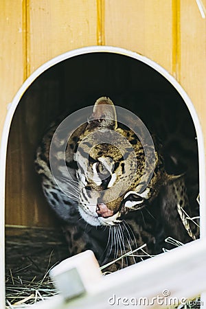 Portrait of a small ocelot in its kennel Stock Photo