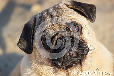 Portrait small pug dog. Close up face Stock Photo