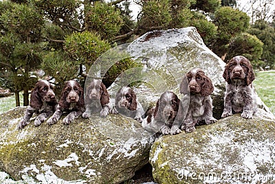 Portrait of small puppies of English Cocker Spaniel Stock Photo
