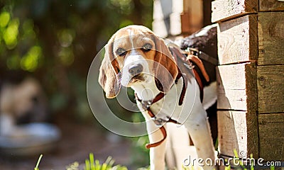 Portrait of a small puppy dog Beagle Stock Photo