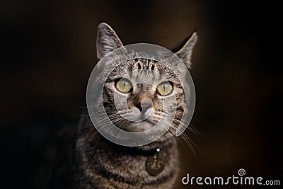 Portrait of Small Tabby Cat Stock Photo