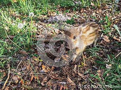 Portrait of a small wild striped boar in a spring forest Stock Photo