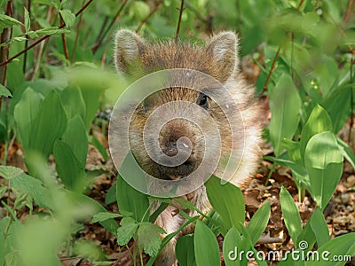 Portrait of a small wild striped boar in a spring forest Stock Photo