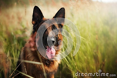 Portrait of a smart german shepherd dog among the green grass Stock Photo