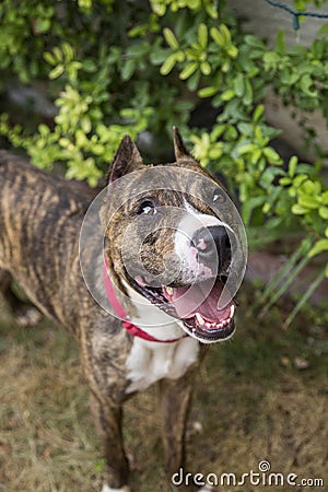 Portrait of a smiling brindle pitbull from above Stock Photo